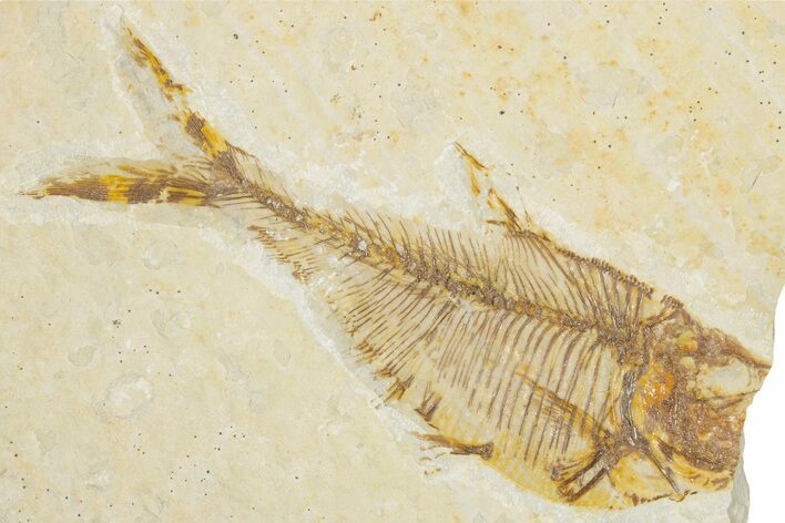 Bargain, Fossil Fish (Diplomystus) - Wyoming #355599